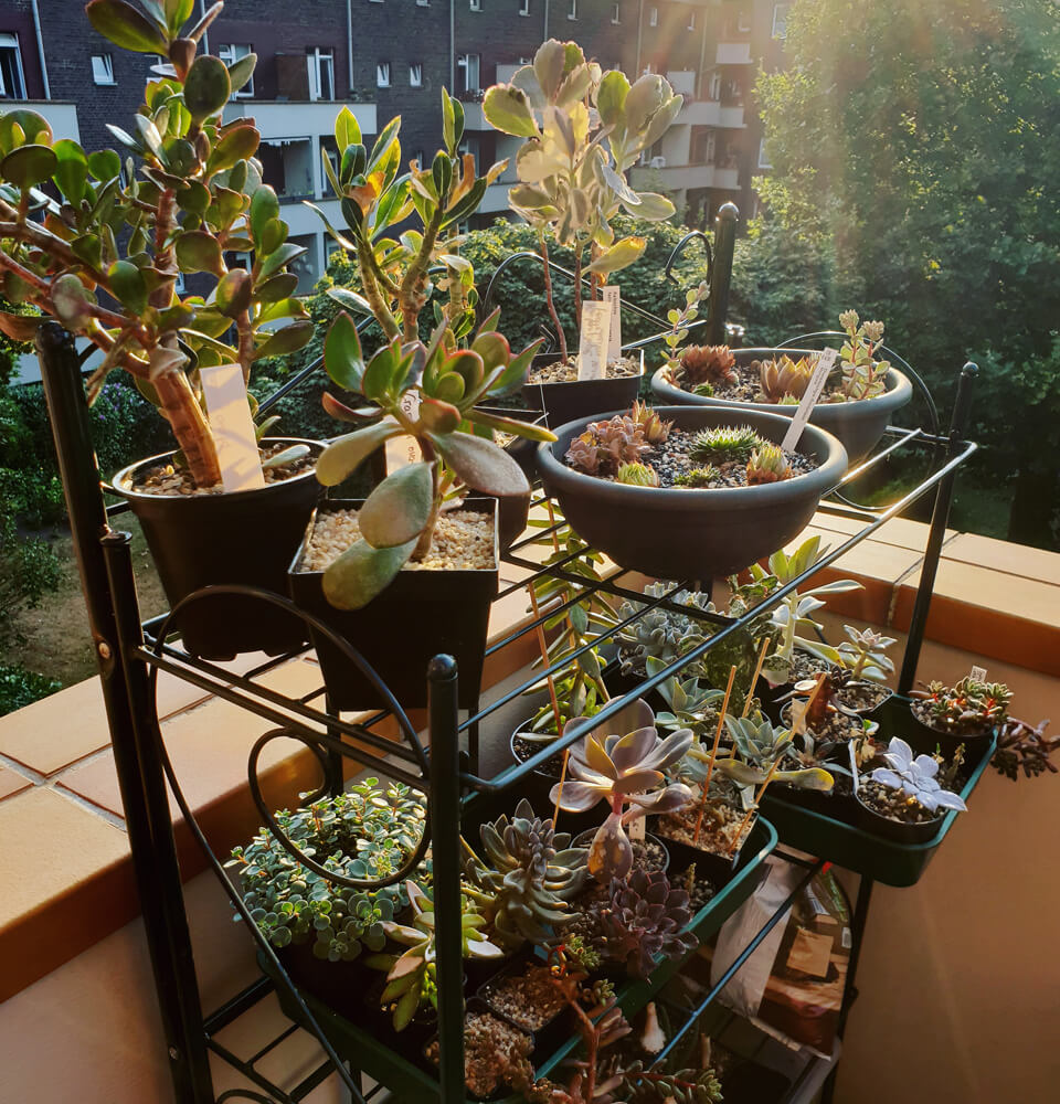 Sukkulenten auf einem Pflanzenregal, das sich auf einem Balkon befindet.