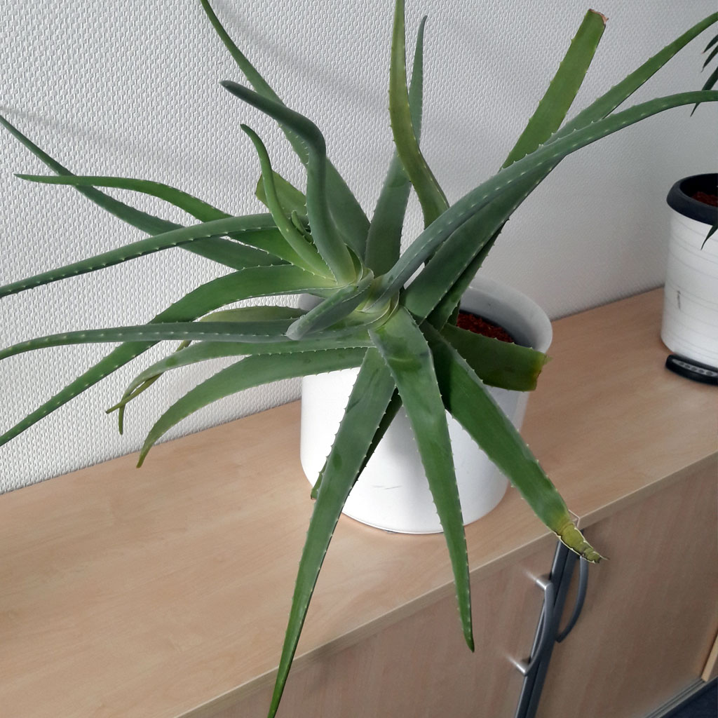Aloen sind geeignete sukkulente Büro-Pflanzen. Auf dem Bild ist ein großes Exemplar zu sehen, welches auf einem Sideboard im Büro steht.