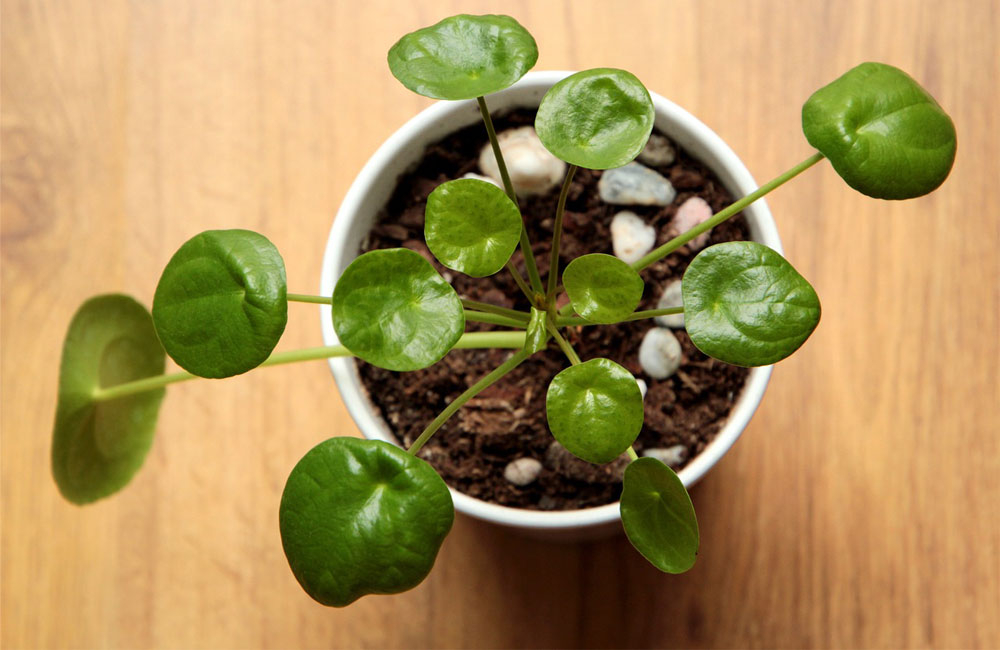 Pilea ist eine sehr geeignete sukkulente Büro-Pflanze. Auf dem Bild ist ein kleines Exemplar im Topf zu sehen.