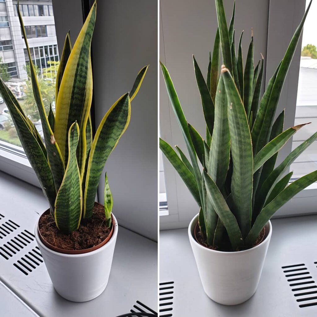 Sansevieria, auch Bogenhanf genannt, ist eine sehr geeignete sukkulente Büro-Pflanze. Auf dem Bild sind zwei Exemplare auf einer Fensterbank zu sehen.