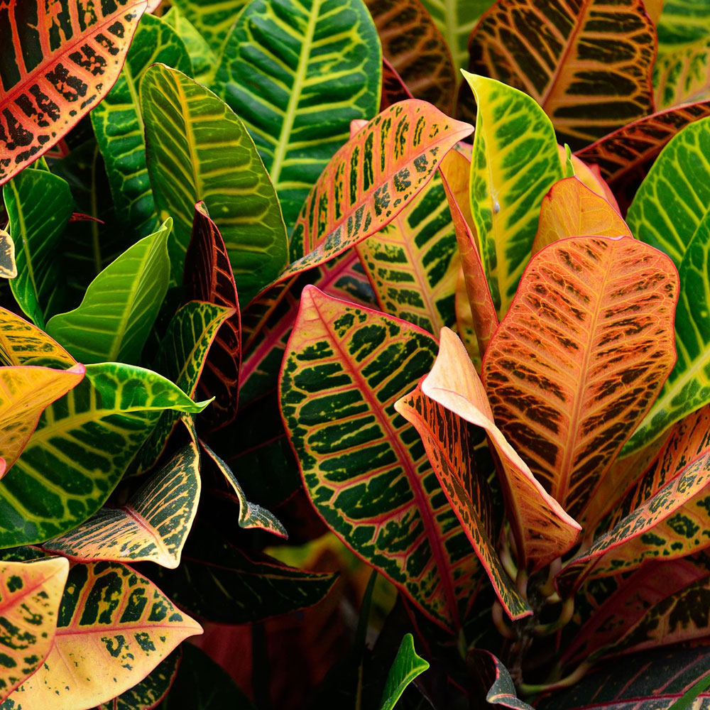 Croton oder Wunderstrauch ist eine sehr geeignete halbsukkulente Büro-Pflanze. Auf dem Bild sind zwei sind die exotischen bunten Blätter dieser Pflanze zu sehen.