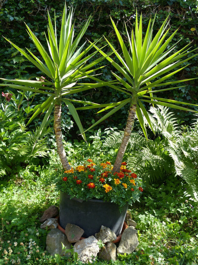 Yuccas sind geeignete sukkulente Büro-Pflanzen. Auf dem Bild sieht man ein großes Exemplar mit zwei Stämmen, was jedoch im Außenbereich steht.