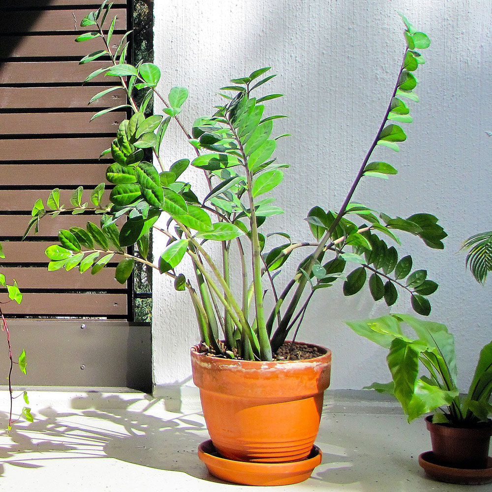 Zamioculcas, auch Glücksfeder genannt, ist eine sehr geeignete sukkulente Büro-Pflanze. Auf dem Bild ist eine Pflanze zu sehen.